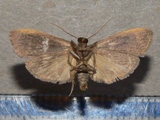 Archithosia angulifascia